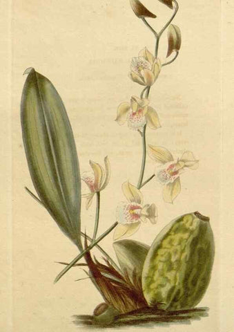 Reproducción/Reproduction 48783219727: The botanical cabinet. London :John & Arthur Arch ...,1817-1833.. 
