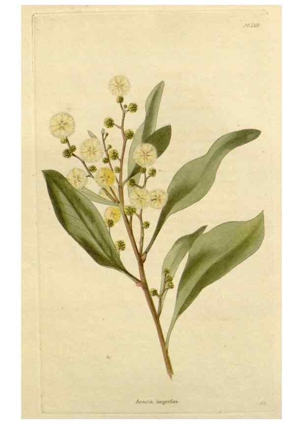 Reproducción/Reproduction 48783052921: The botanical cabinet. London :John & Arthur Arch ...,1817-1833.. 