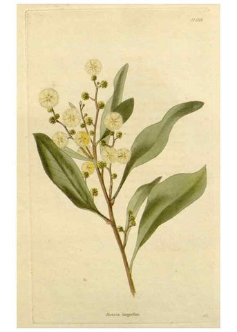 Reproducción/Reproduction 48783052921: The botanical cabinet. London :John & Arthur Arch ...,1817-1833.. 