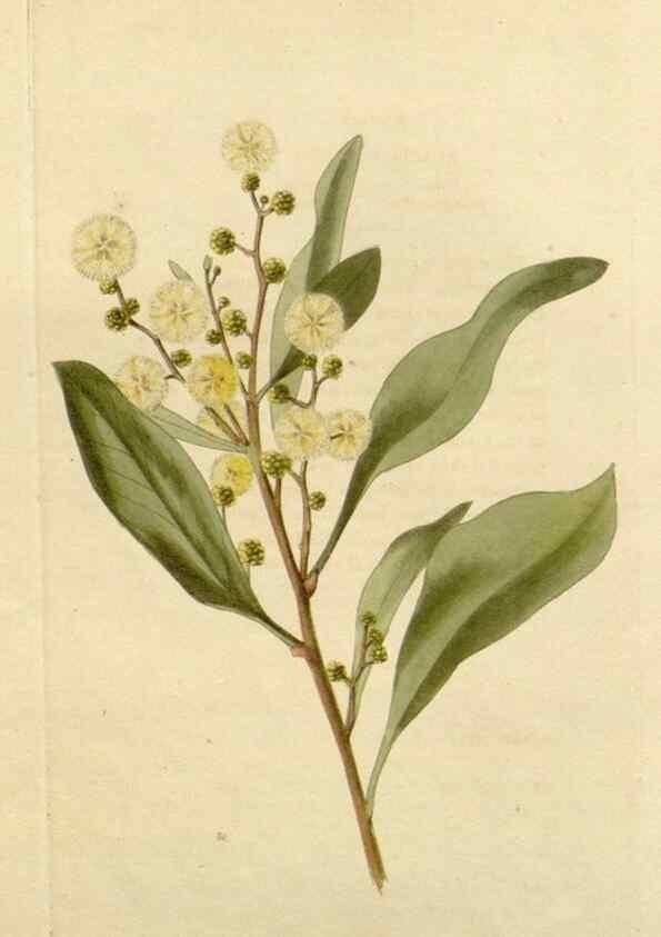 Reproducción/Reproduction 48783052921: The botanical cabinet. London :John & Arthur Arch ...,1817-1833.. 