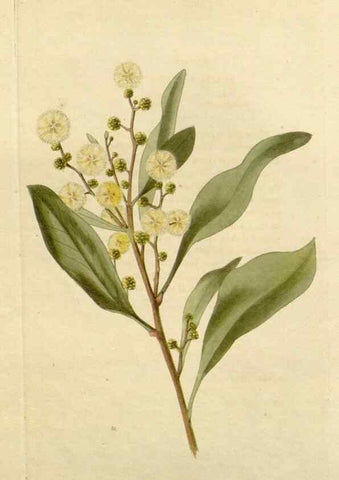 Reproducción/Reproduction 48783052921: The botanical cabinet. London :John & Arthur Arch ...,1817-1833.. 