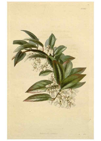Reproducción/Reproduction 48782689108: The botanical cabinet. London :John & Arthur Arch ...,1817-1833.. 