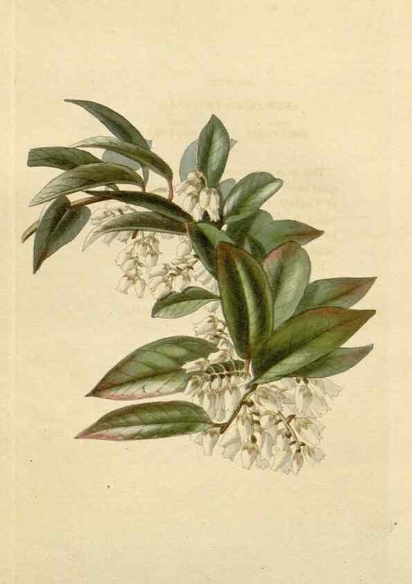 Reproducción/Reproduction 48782689108: The botanical cabinet. London :John & Arthur Arch ...,1817-1833.. 