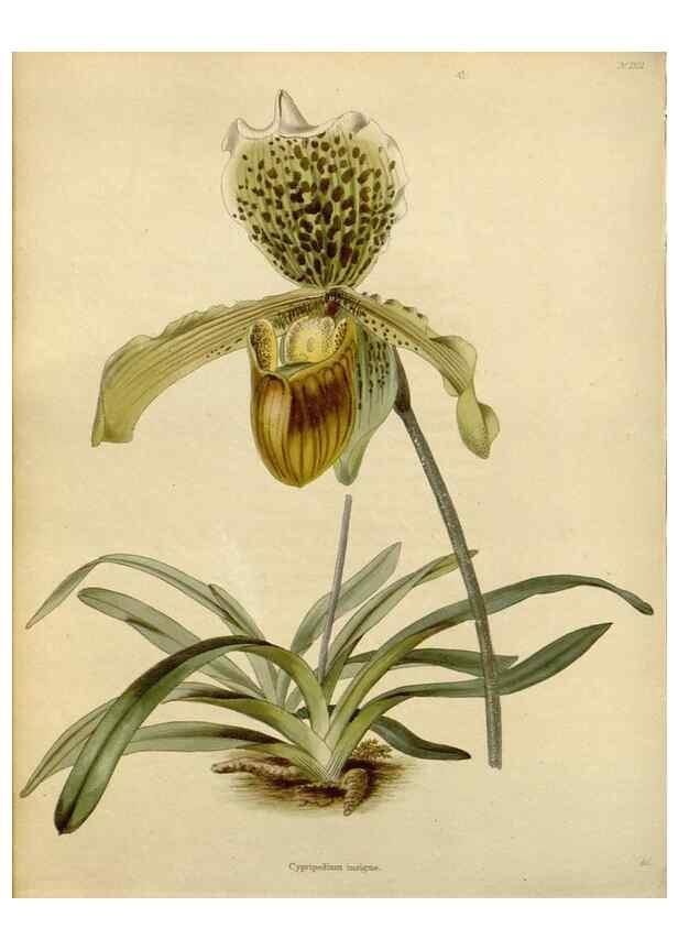 Reproducción/Reproduction 48782689983: The botanical cabinet. London :John & Arthur Arch ...,1817-1833.. 