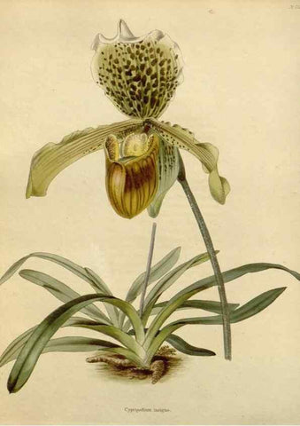 Reproducción/Reproduction 48782689983: The botanical cabinet. London :John & Arthur Arch ...,1817-1833.. 
