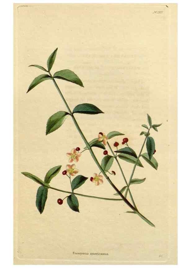 Reproducción/Reproduction 48783055146: The botanical cabinet. London :John & Arthur Arch ...,1817-1833.. 