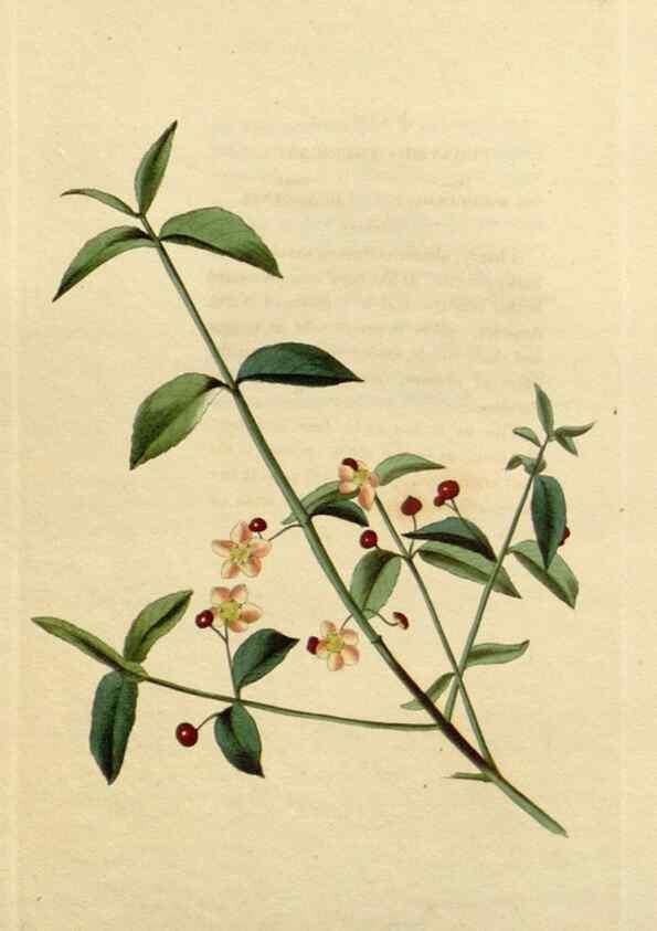 Reproducción/Reproduction 48783055146: The botanical cabinet. London :John & Arthur Arch ...,1817-1833.. 