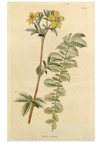 Reproducción/Reproduction 48783223242: The botanical cabinet. London :John & Arthur Arch ...,1817-1833.. 