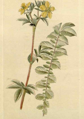 Reproducción/Reproduction 48783223242: The botanical cabinet. London :John & Arthur Arch ...,1817-1833.. 