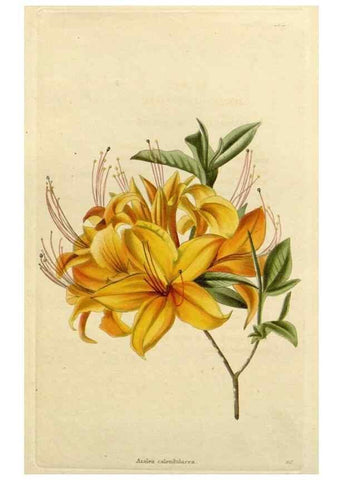 Reproducción/Reproduction 48782691788: The botanical cabinet. London :John & Arthur Arch ...,1817-1833.. 