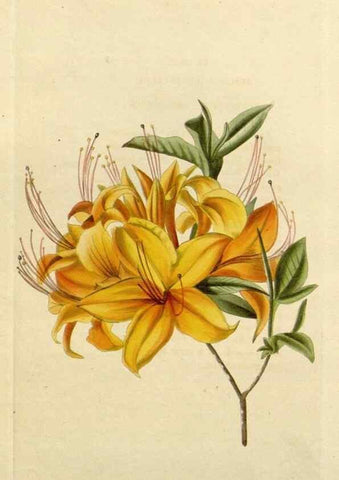 Reproducción/Reproduction 48782691788: The botanical cabinet. London :John & Arthur Arch ...,1817-1833.. 