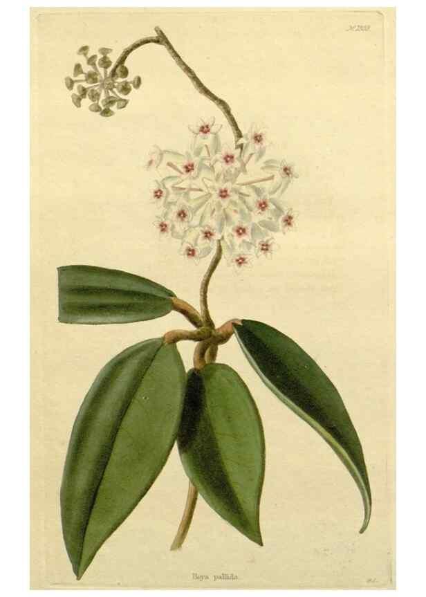 Reproducción/Reproduction 48782681988: The botanical cabinet. London :John & Arthur Arch ...,1817-1833.. 