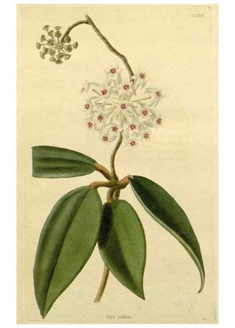 Reproducción/Reproduction 48782681988: The botanical cabinet. London :John & Arthur Arch ...,1817-1833.. 