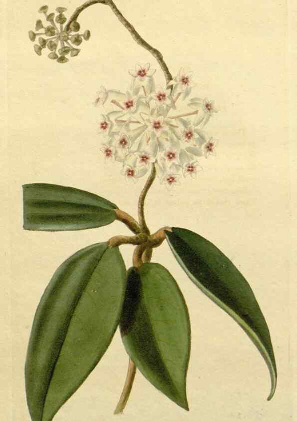 Reproducción/Reproduction 48782681988: The botanical cabinet. London :John & Arthur Arch ...,1817-1833.. 