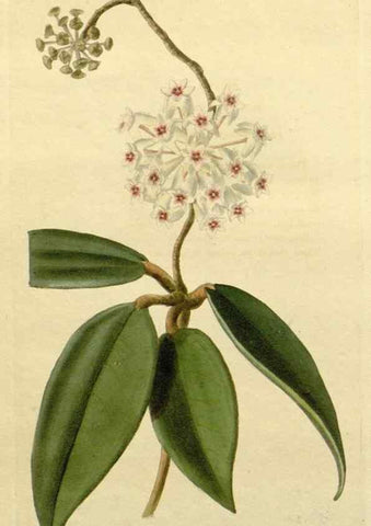 Reproducción/Reproduction 48782681988: The botanical cabinet. London :John & Arthur Arch ...,1817-1833.. 