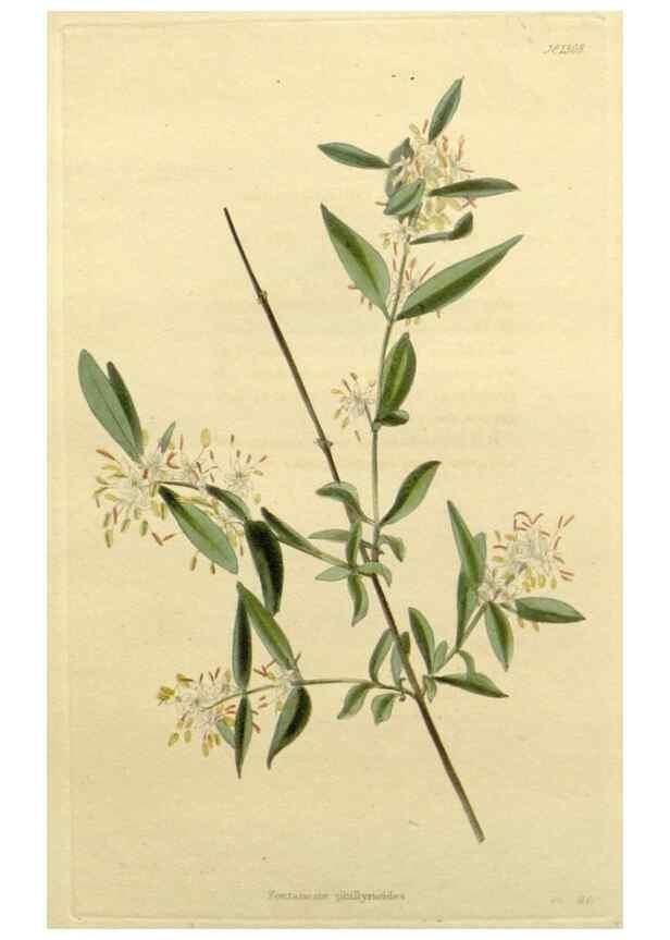 Reproducción/Reproduction 48783045991: The botanical cabinet. London :John & Arthur Arch ...,1817-1833.. 