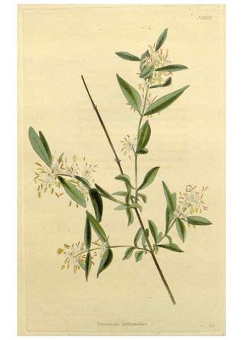Reproducción/Reproduction 48783045991: The botanical cabinet. London :John & Arthur Arch ...,1817-1833.. 