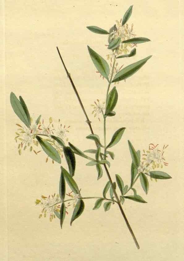 Reproducción/Reproduction 48783045991: The botanical cabinet. London :John & Arthur Arch ...,1817-1833.. 