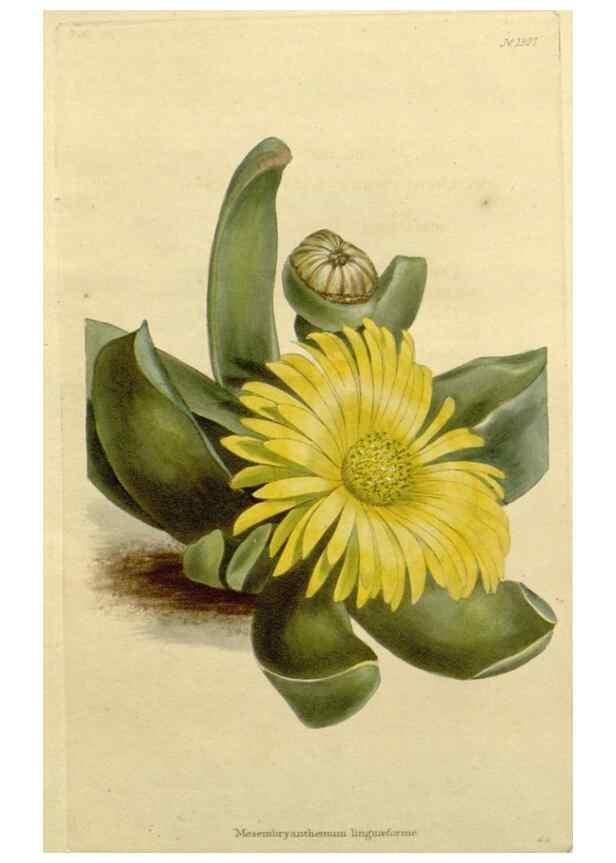 Reproducción/Reproduction 48783045366: The botanical cabinet. London :John & Arthur Arch ...,1817-1833.. 