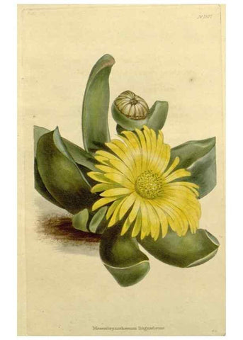Reproducción/Reproduction 48783045366: The botanical cabinet. London :John & Arthur Arch ...,1817-1833.. 