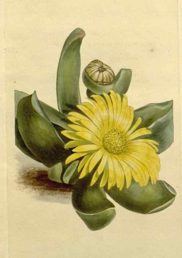 Reproducción/Reproduction 48783045366: The botanical cabinet. London :John & Arthur Arch ...,1817-1833.. 