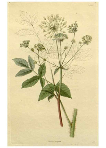 Reproducción/Reproduction 48783212342: The botanical cabinet. London :John & Arthur Arch ...,1817-1833.. 