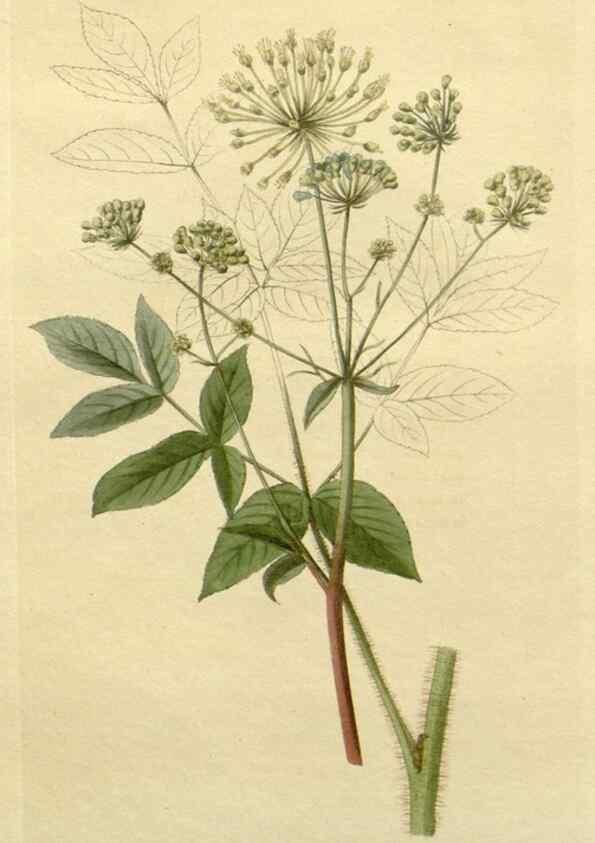 Reproducción/Reproduction 48783212342: The botanical cabinet. London :John & Arthur Arch ...,1817-1833.. 