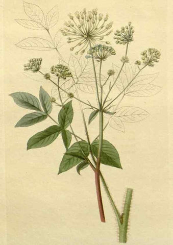 Reproducción/Reproduction 48783212342: The botanical cabinet. London :John & Arthur Arch ...,1817-1833.. 