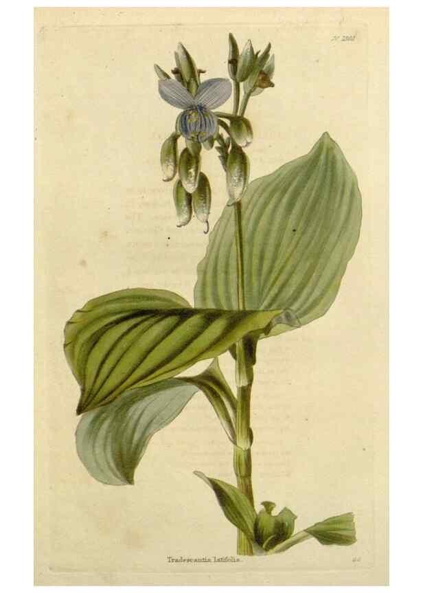 Reproducción/Reproduction 48782620783: The botanical cabinet. London :John & Arthur Arch ...,1817-1833.. 