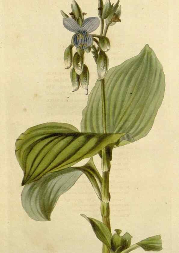 Reproducción/Reproduction 48782620783: The botanical cabinet. London :John & Arthur Arch ...,1817-1833.. 