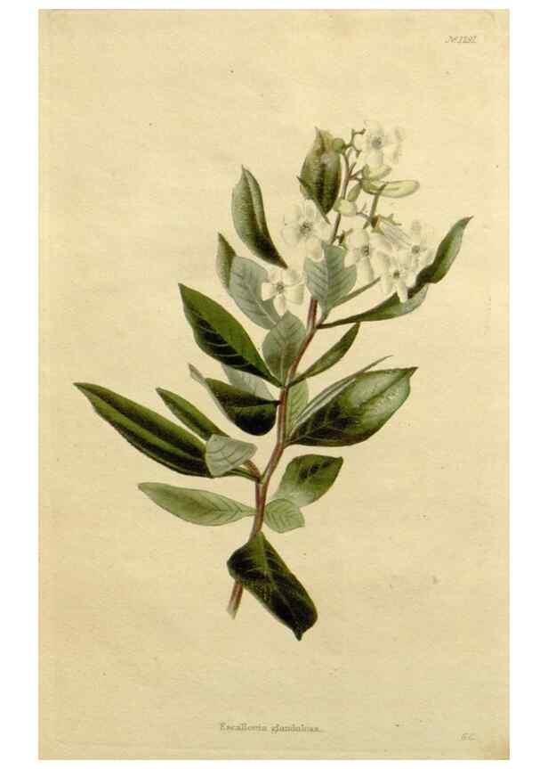 Reproducción/Reproduction 48782668548: The botanical cabinet. London :John & Arthur Arch ...,1817-1833.. 