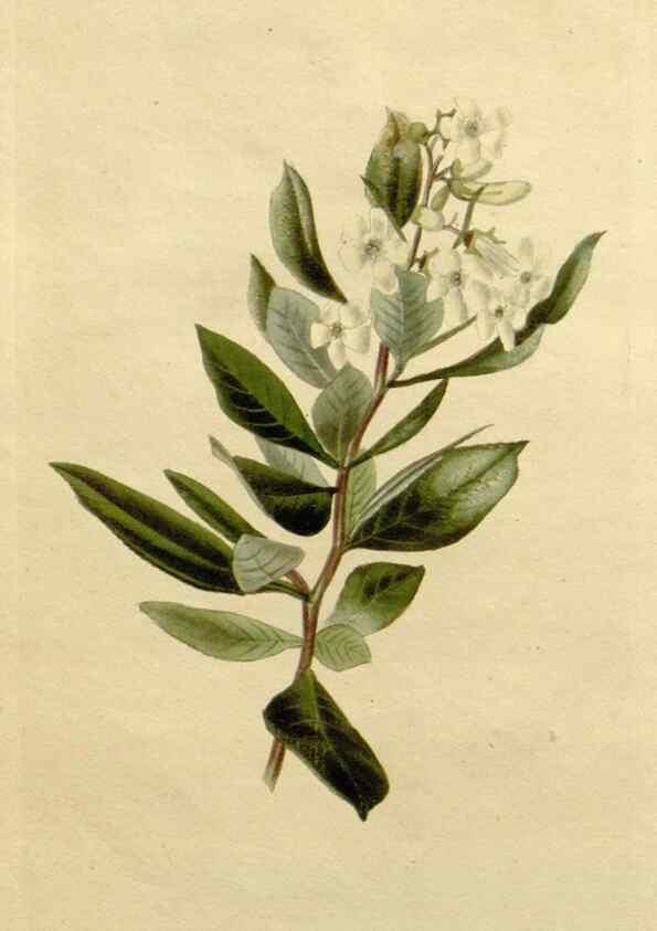 Reproducción/Reproduction 48782668548: The botanical cabinet. London :John & Arthur Arch ...,1817-1833.. 