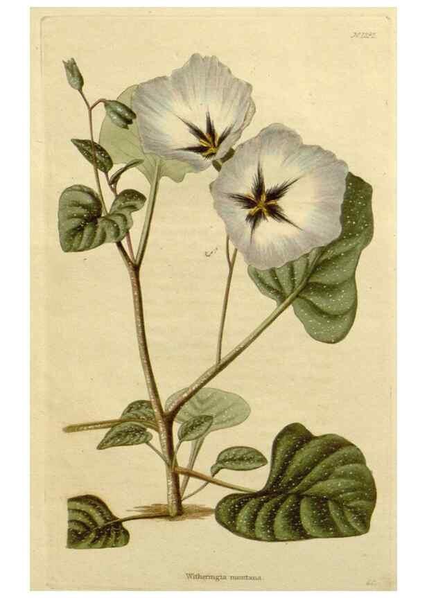 Reproducción/Reproduction 48783201707: The botanical cabinet. London :John & Arthur Arch ...,1817-1833.. 
