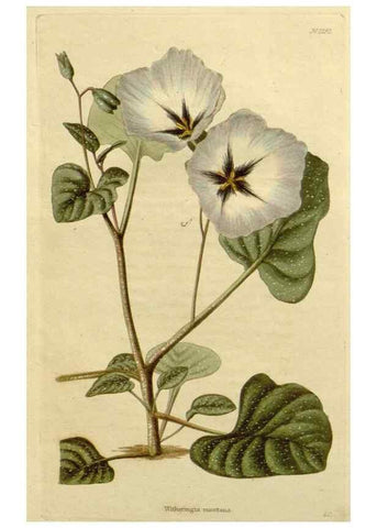 Reproducción/Reproduction 48783201707: The botanical cabinet. London :John & Arthur Arch ...,1817-1833.. 