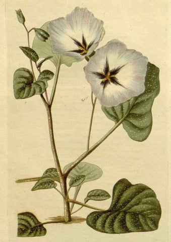 Reproducción/Reproduction 48783201707: The botanical cabinet. London :John & Arthur Arch ...,1817-1833.. 