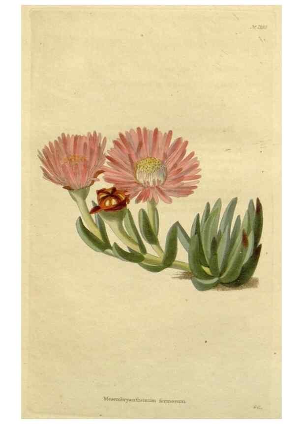 Reproducción/Reproduction 48783035186: The botanical cabinet. London :John & Arthur Arch ...,1817-1833.. 