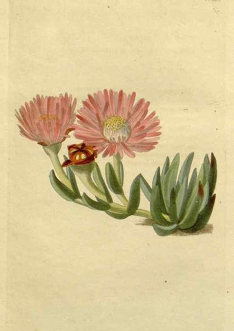 Reproducción/Reproduction 48783035186: The botanical cabinet. London :John & Arthur Arch ...,1817-1833.. 