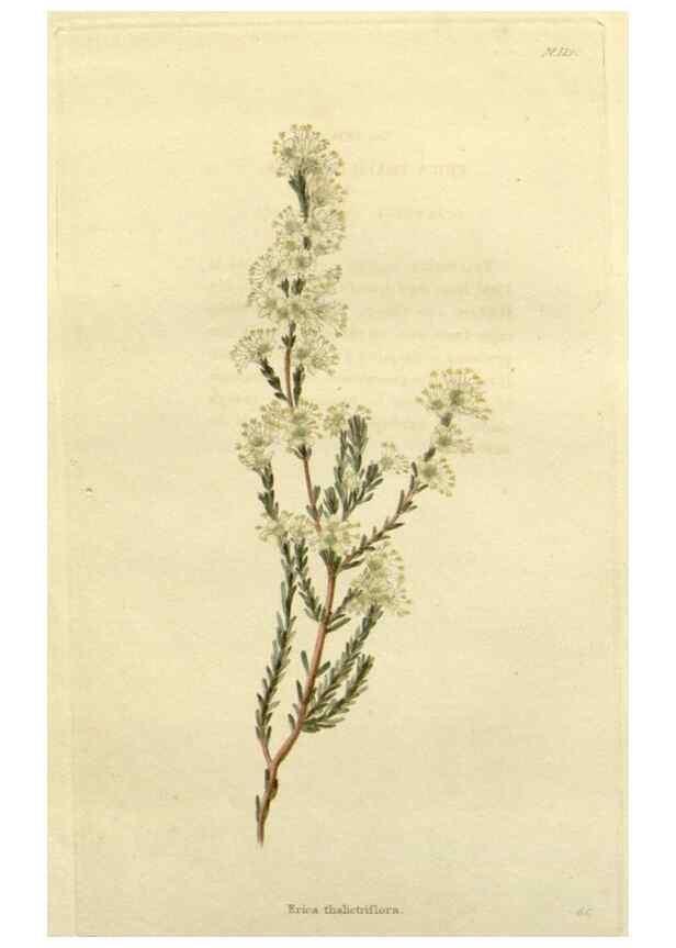 Reproducción/Reproduction 48782671073: The botanical cabinet. London :John & Arthur Arch ...,1817-1833.. 
