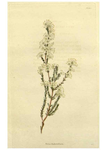 Reproducción/Reproduction 48782671073: The botanical cabinet. London :John & Arthur Arch ...,1817-1833.. 