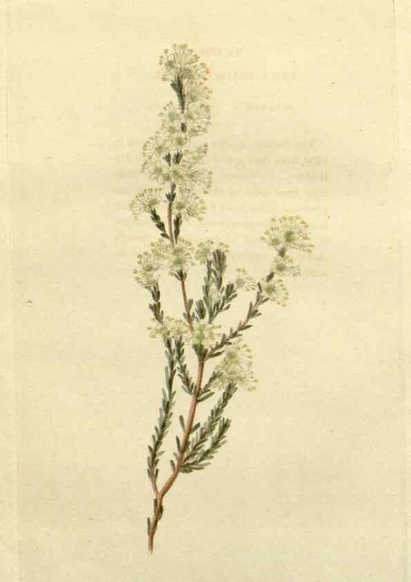 Reproducción/Reproduction 48782671073: The botanical cabinet. London :John & Arthur Arch ...,1817-1833.. 