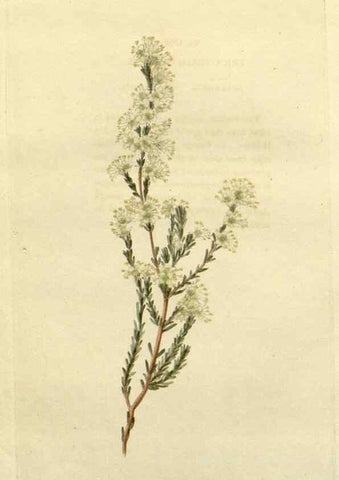 Reproducción/Reproduction 48782671073: The botanical cabinet. London :John & Arthur Arch ...,1817-1833.. 