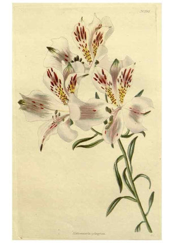 Reproducción/Reproduction 48782671493: The botanical cabinet. London :John & Arthur Arch ...,1817-1833.. 