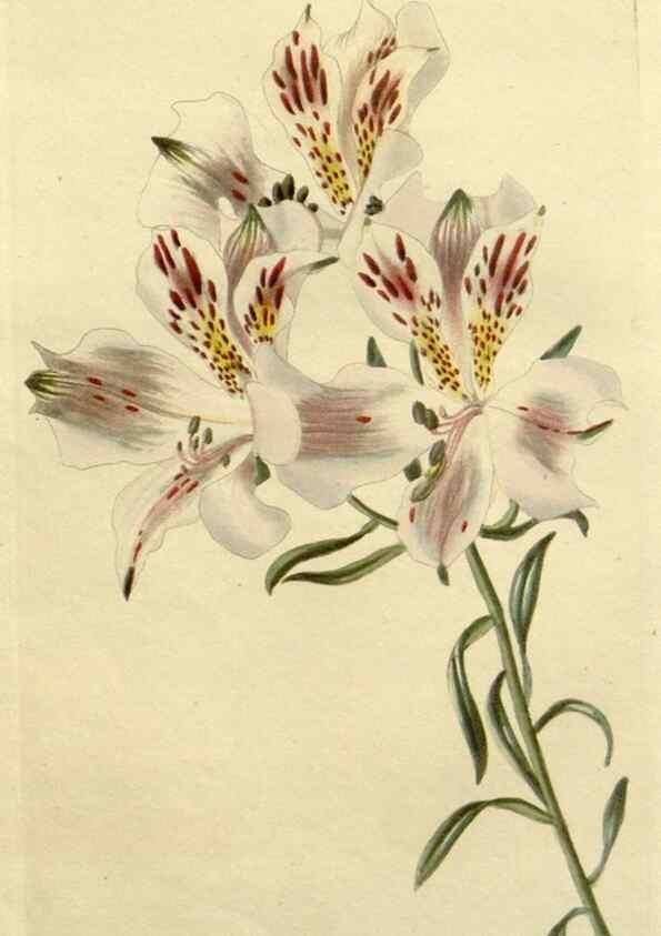 Reproducción/Reproduction 48782671493: The botanical cabinet. London :John & Arthur Arch ...,1817-1833.. 