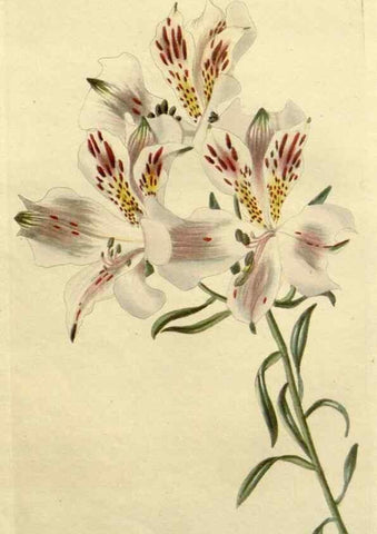 Reproducción/Reproduction 48782671493: The botanical cabinet. London :John & Arthur Arch ...,1817-1833.. 