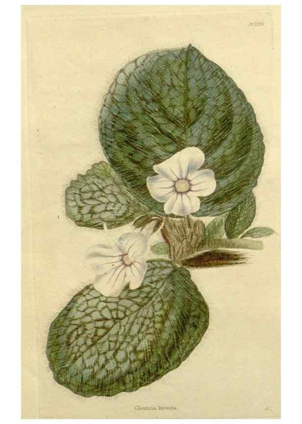 Reproducción/Reproduction 48783037101: The botanical cabinet. London :John & Arthur Arch ...,1817-1833.. 