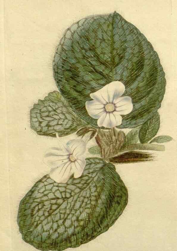 Reproducción/Reproduction 48783037101: The botanical cabinet. London :John & Arthur Arch ...,1817-1833.. 
