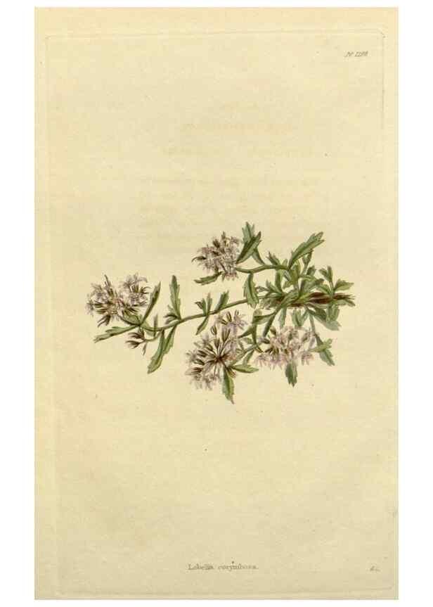 Reproducción/Reproduction 48782984661: The botanical cabinet. London :John & Arthur Arch ...,1817-1833.. 
