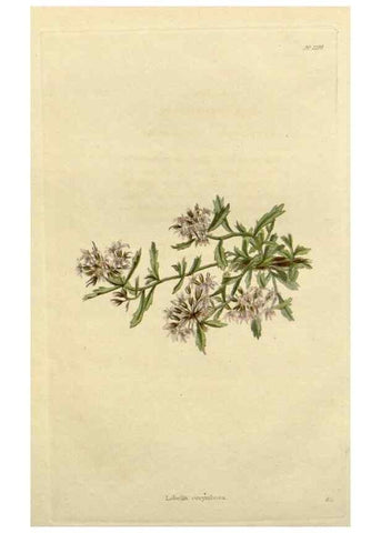 Reproducción/Reproduction 48782984661: The botanical cabinet. London :John & Arthur Arch ...,1817-1833.. 