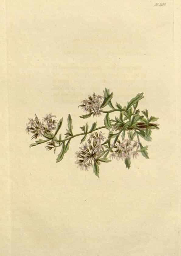 Reproducción/Reproduction 48782984661: The botanical cabinet. London :John & Arthur Arch ...,1817-1833.. 