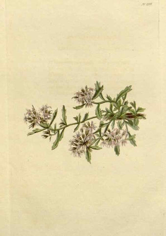 Reproducción/Reproduction 48782984661: The botanical cabinet. London :John & Arthur Arch ...,1817-1833.. 